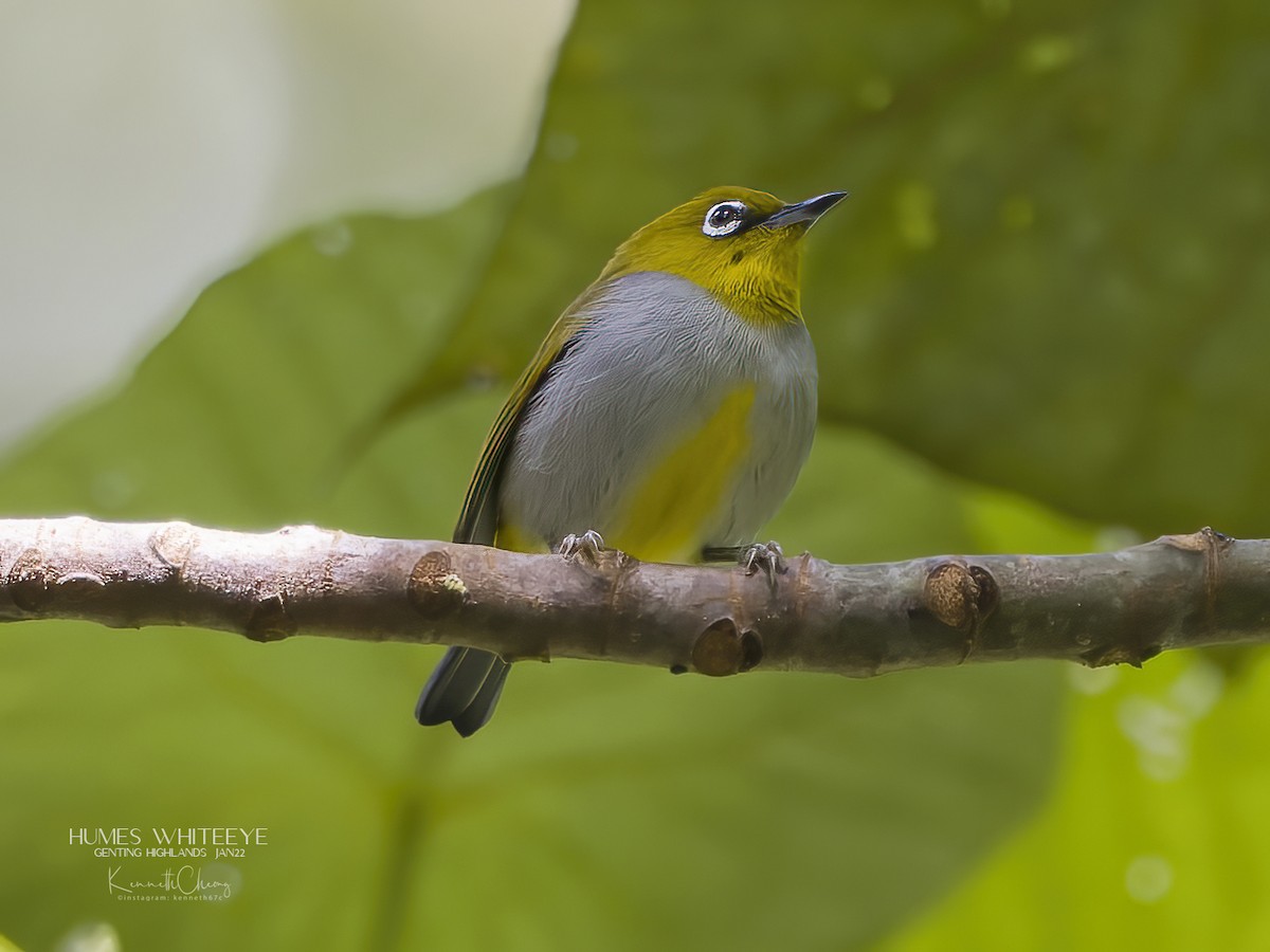 Hume's White-eye - Kenneth Cheong