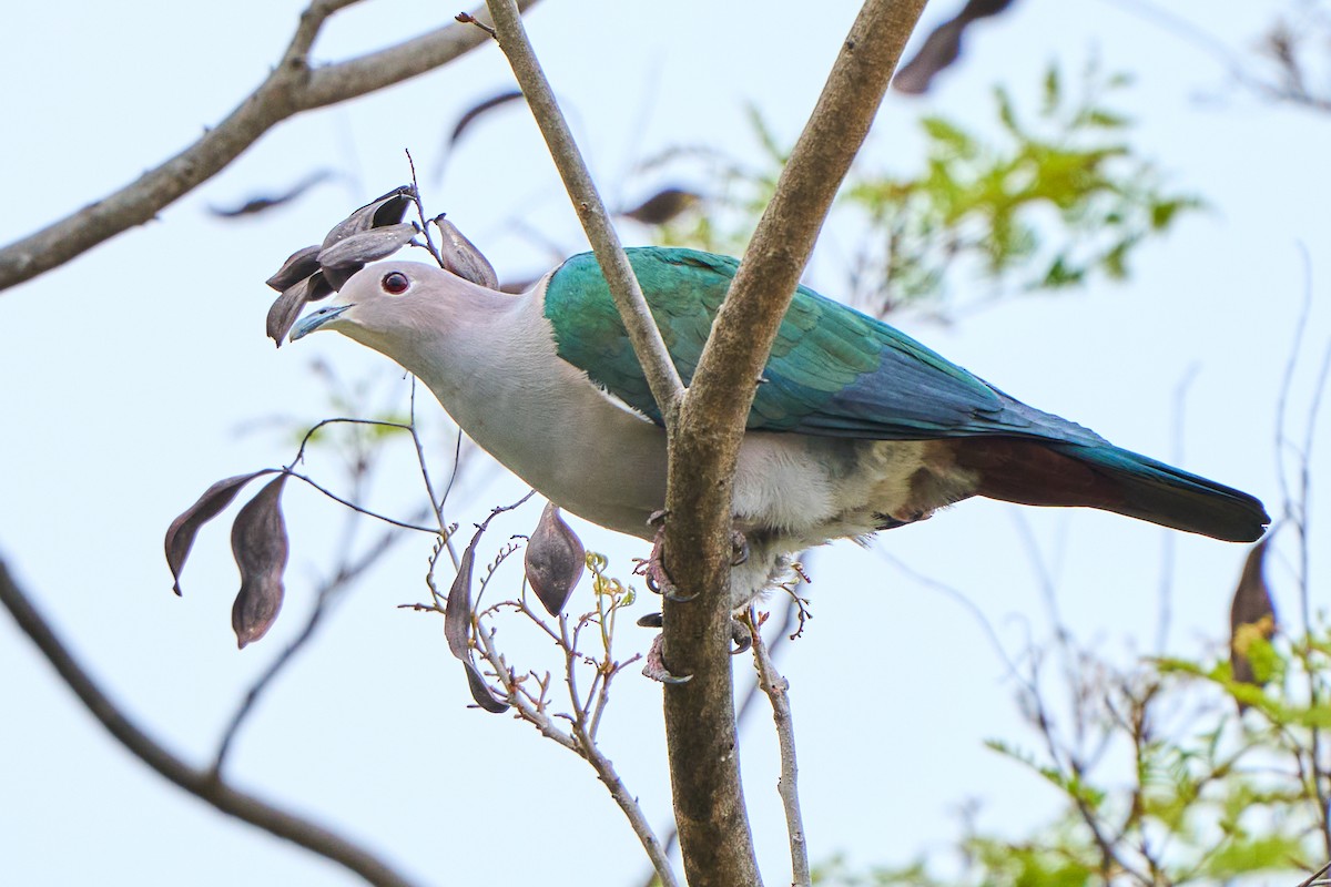 Green Imperial-Pigeon - ML422992781