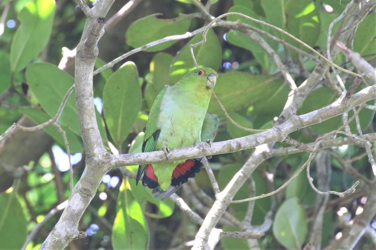 Brown-backed Parrotlet - ML422993731