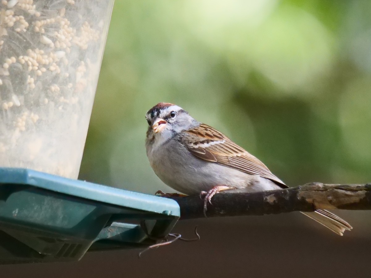 Chipping Sparrow - Robert Strickland