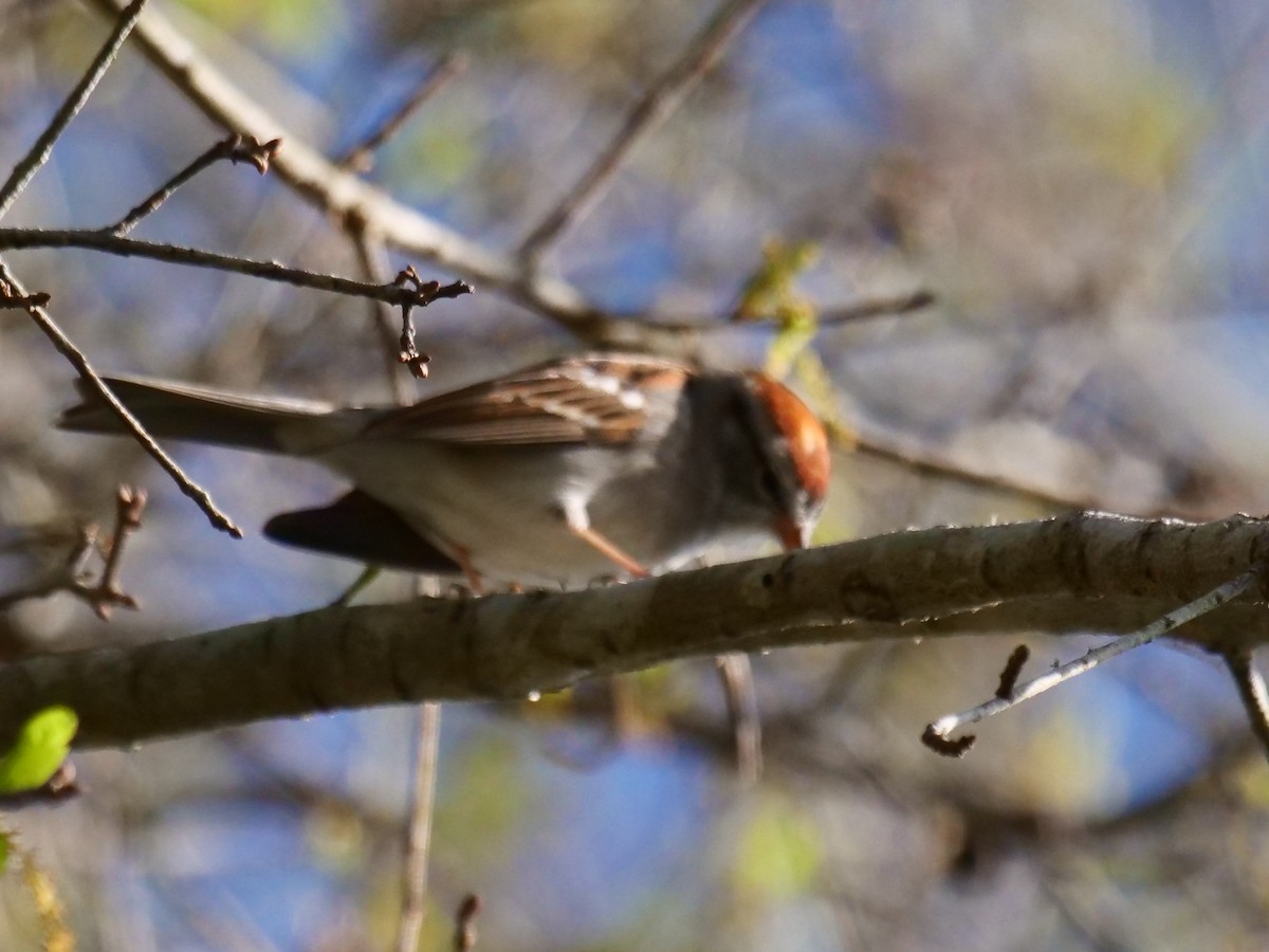 Chipping Sparrow - ML423001721