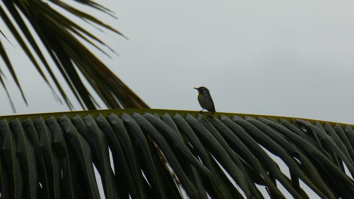 Yellow-throated Warbler (dominica/stoddardi) - Mark Burns