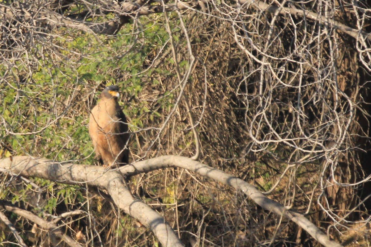 Crested Serpent-Eagle - ML423008931