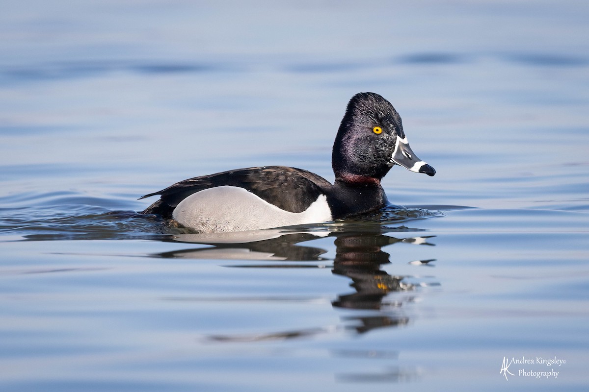 Ring-necked Duck - Andrea Kingsley