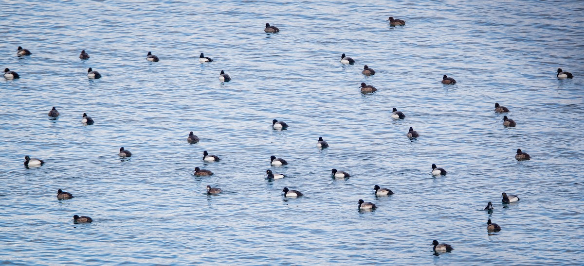Greater Scaup - ML423012581