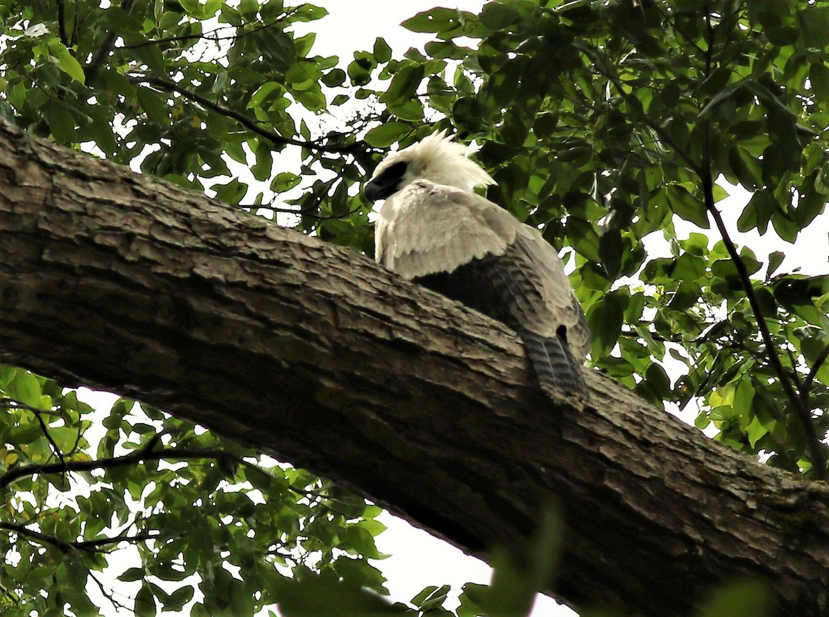 Harpy Eagle - ML42301361