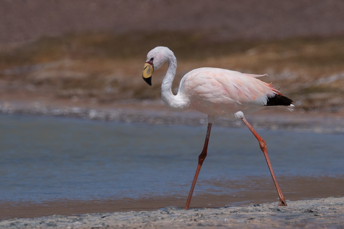James's Flamingo - ML423014241