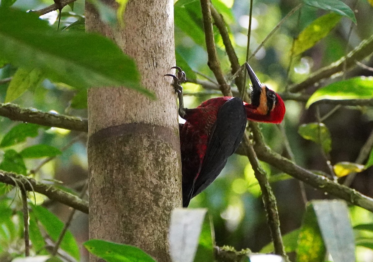 Crimson-bellied Woodpecker - ML423017361