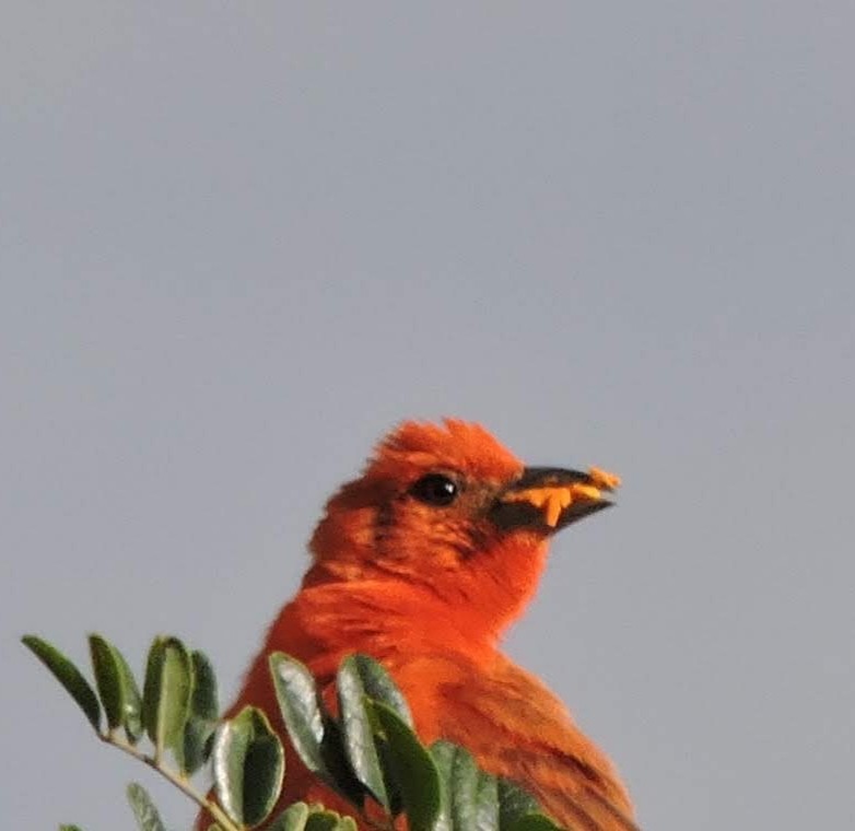 Hepatic Tanager (Lowland) - ML423026771