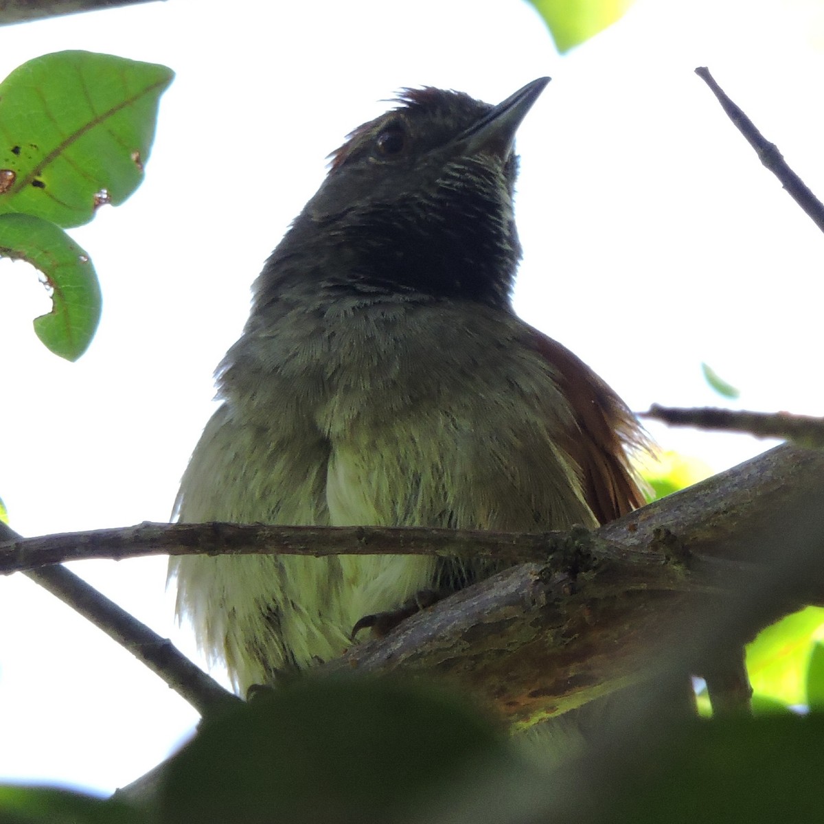 Sooty-fronted Spinetail - ML423027681