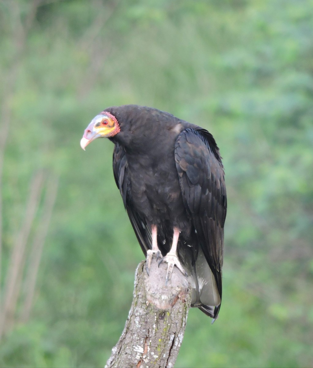 Lesser Yellow-headed Vulture - Allanderlanio  Silva