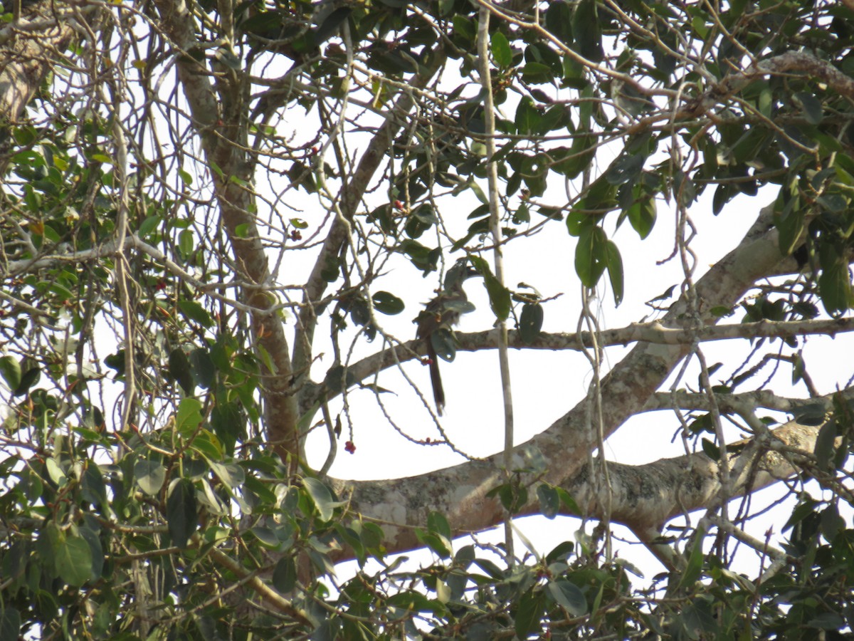Indian Gray Hornbill - ML423030051