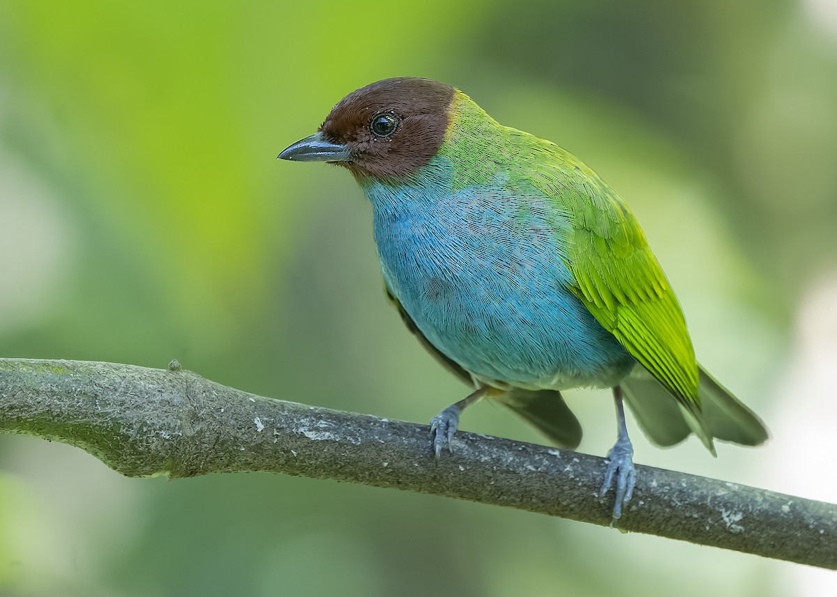 Bay-headed Tanager - ML423032841