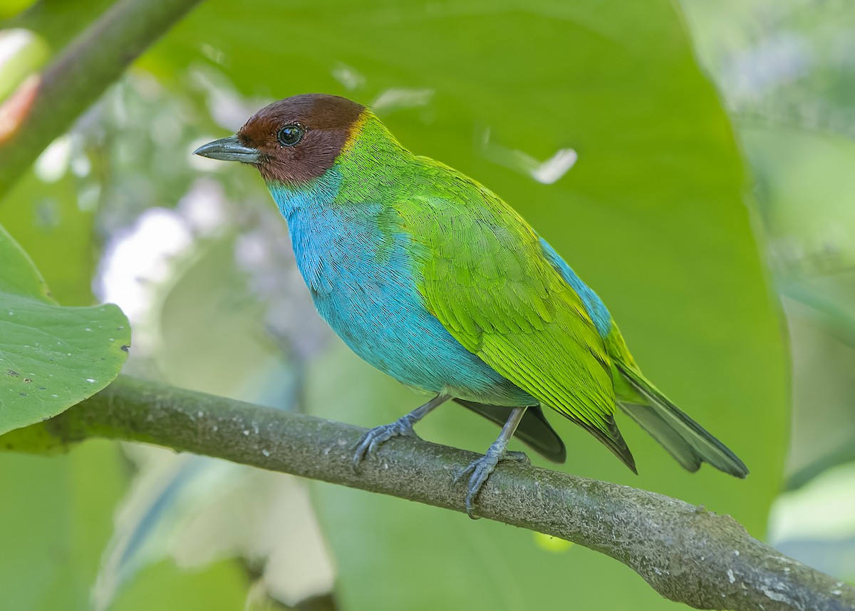 Bay-headed Tanager - ML423032851