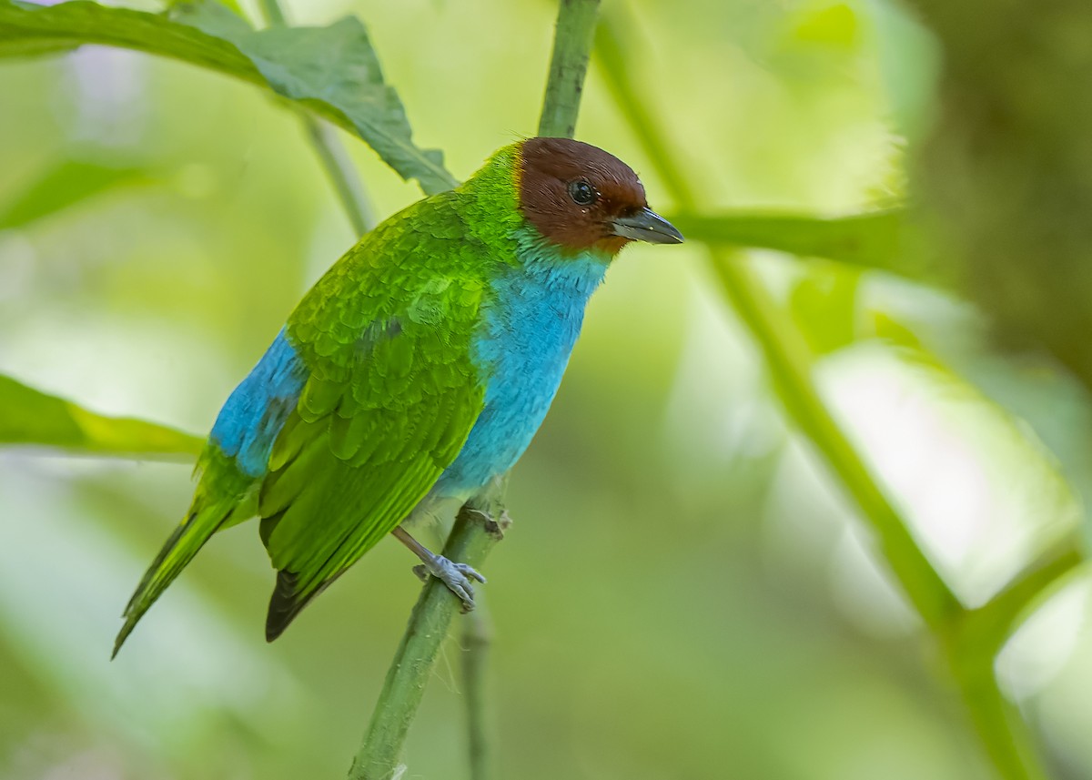 Bay-headed Tanager - ML423032871