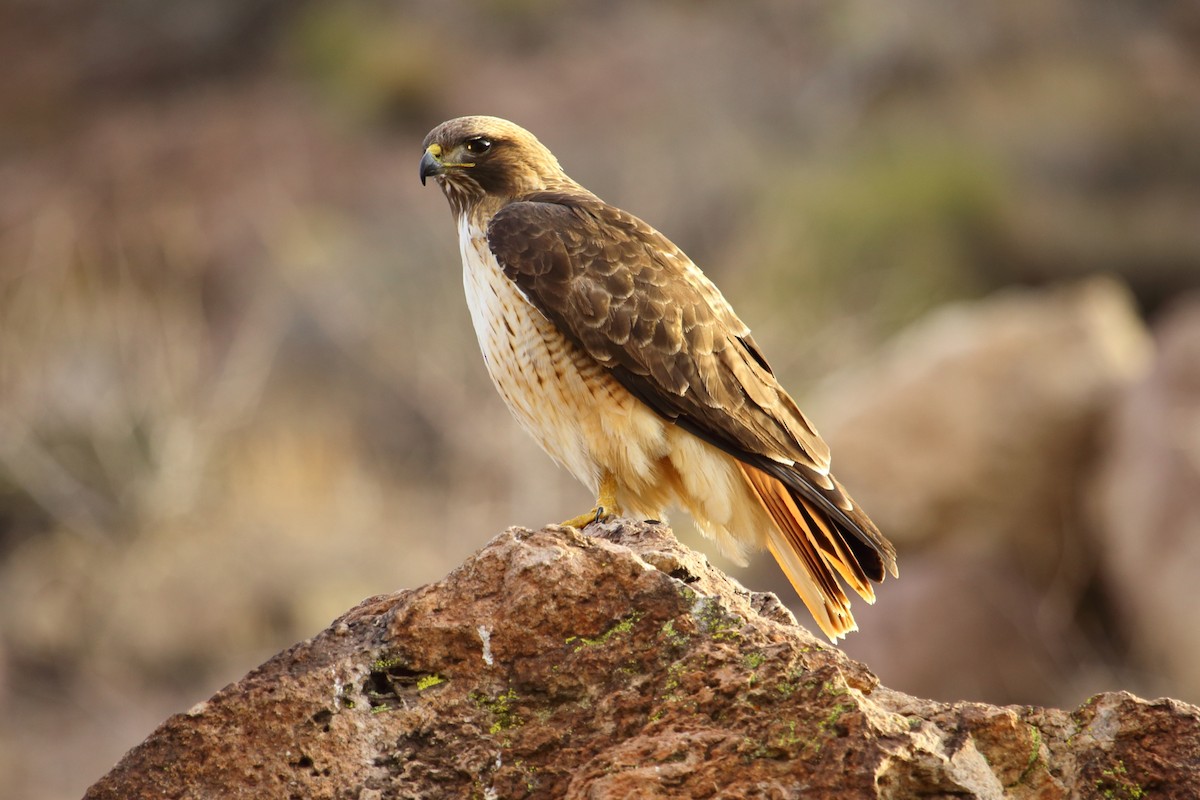 Red-tailed Hawk - ML42303411