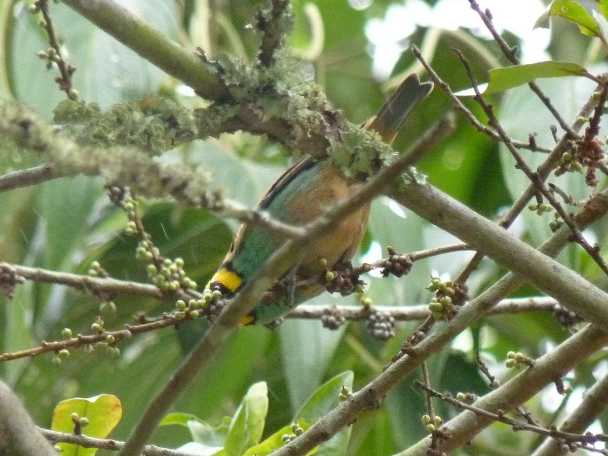 Saffron-crowned Tanager - ML423034221