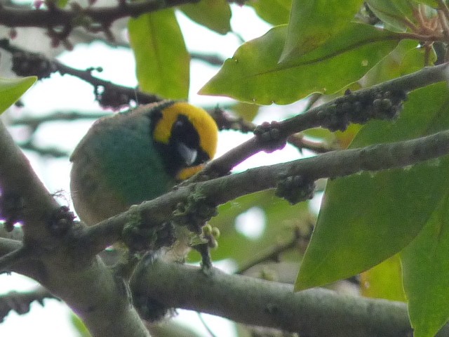 Saffron-crowned Tanager - ML423034311