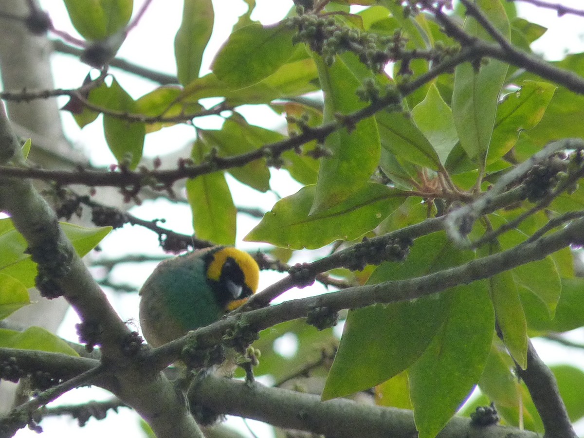 Saffron-crowned Tanager - ML423034381