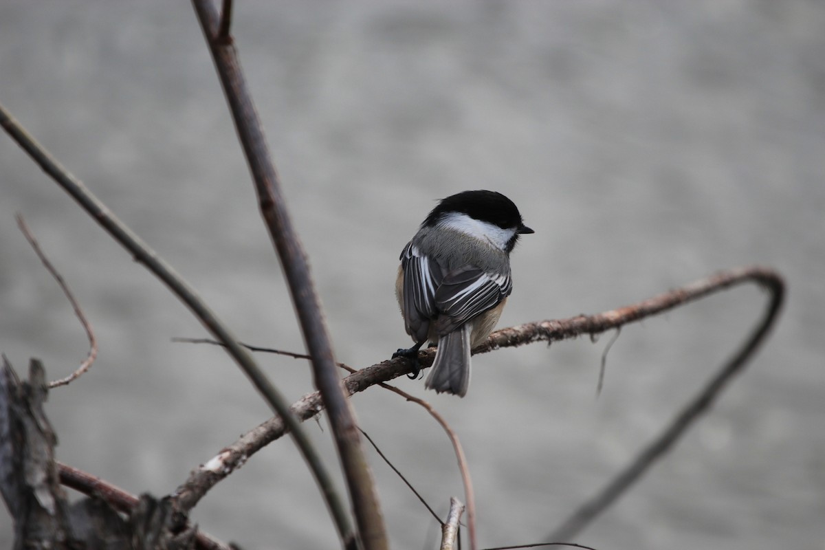 Black-capped Chickadee - Robert Young