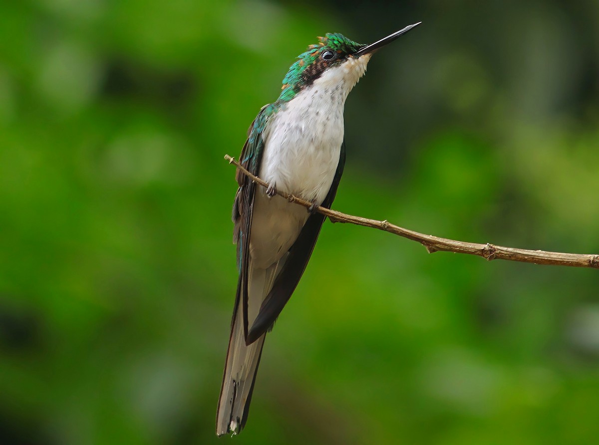 kolibřík černouchý - ML423036611