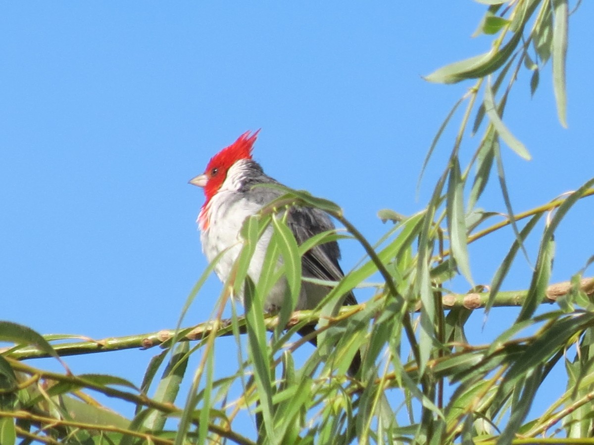 Red-crested Cardinal - ML423040711