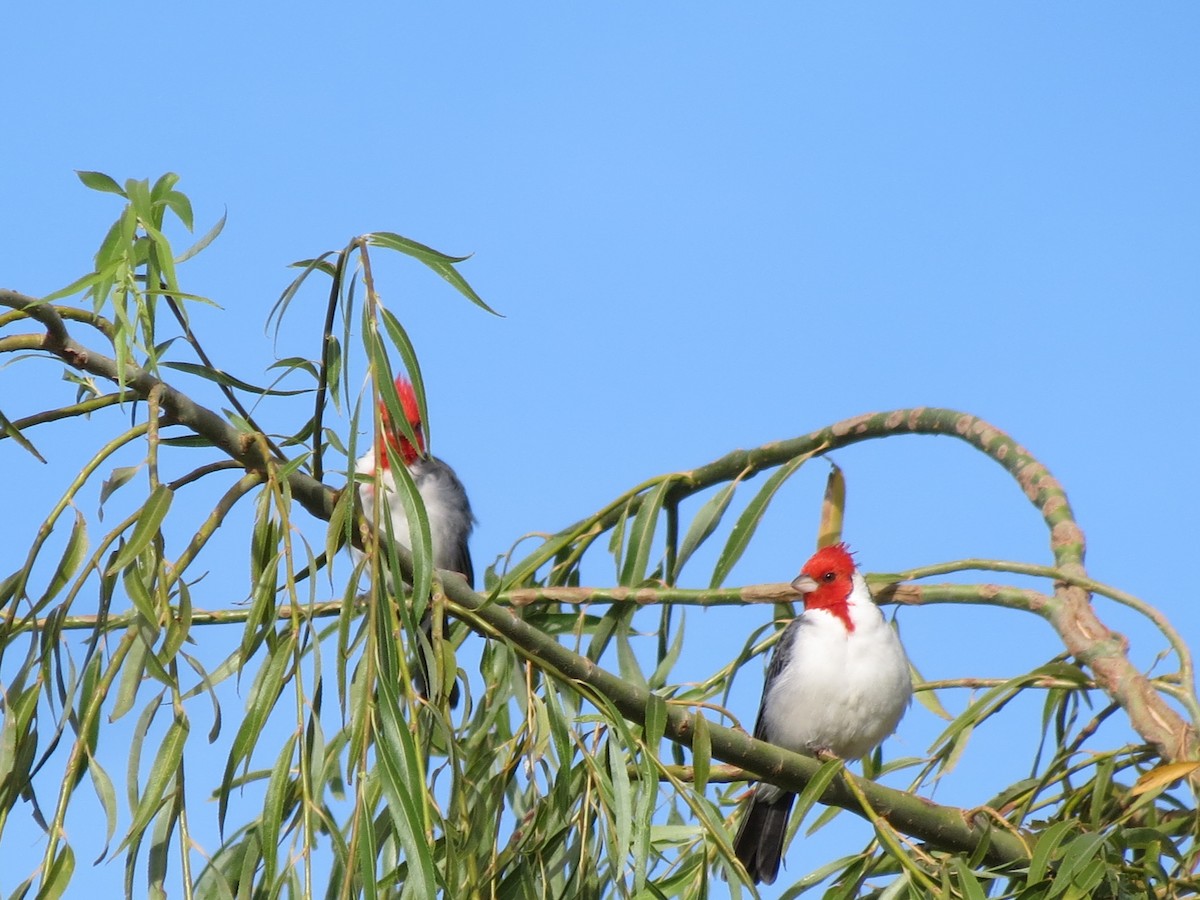Red-crested Cardinal - ML423040721