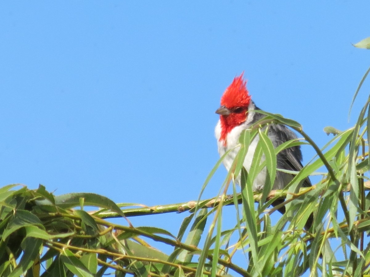 Red-crested Cardinal - ML423040731