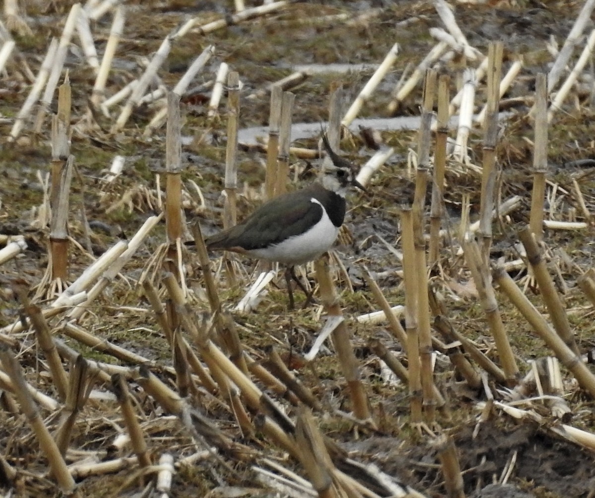 eBird Checklist 7 Mar 2022 Great Bay Farm, Greenland 7 species