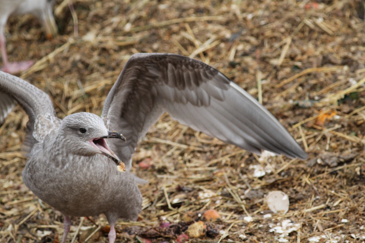 Herring Gull (American) - Kevin McGowan