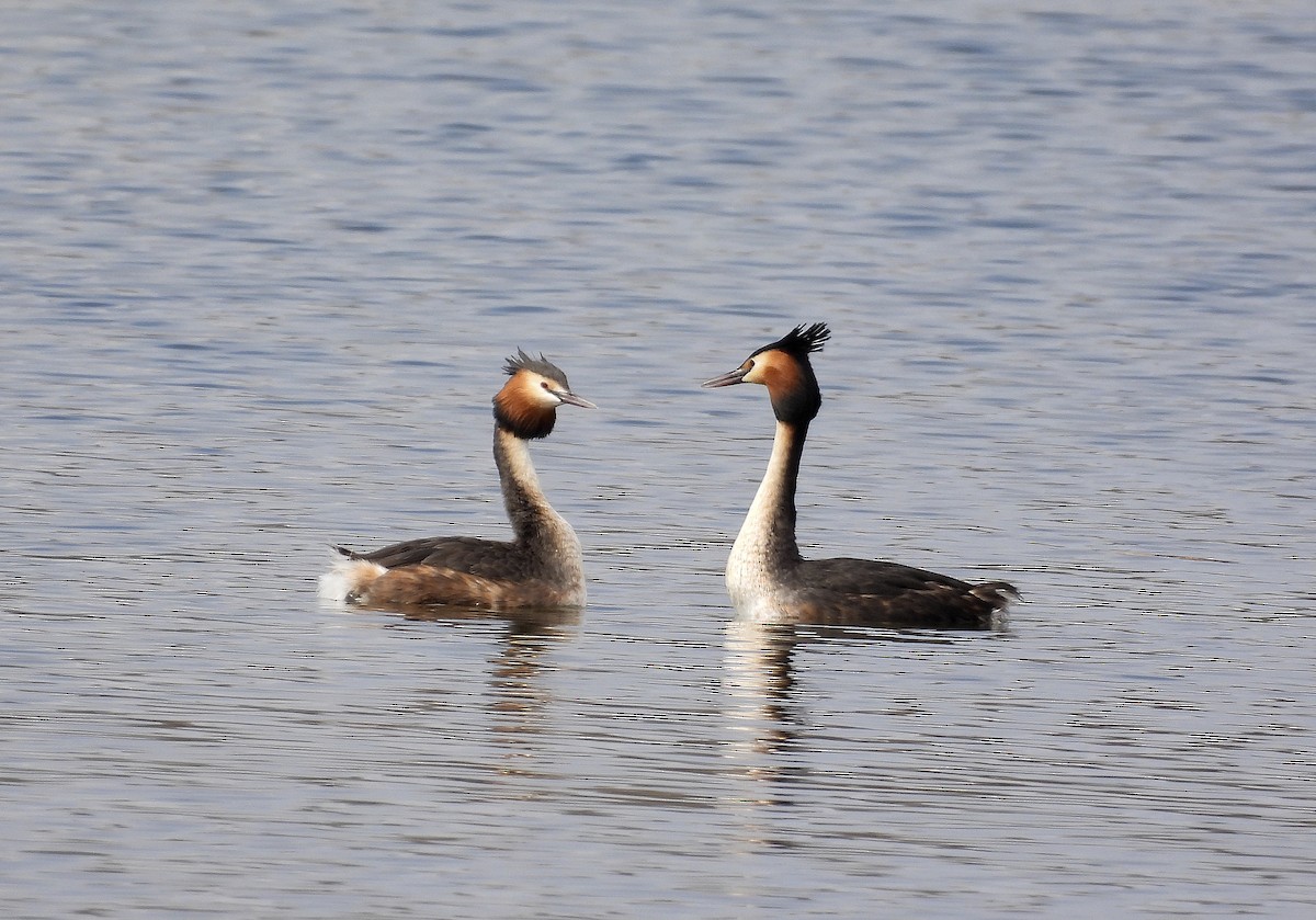Great Crested Grebe - ML423049051