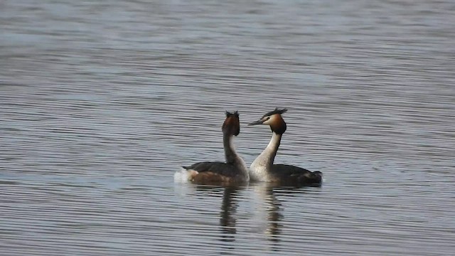 Great Crested Grebe - ML423049221