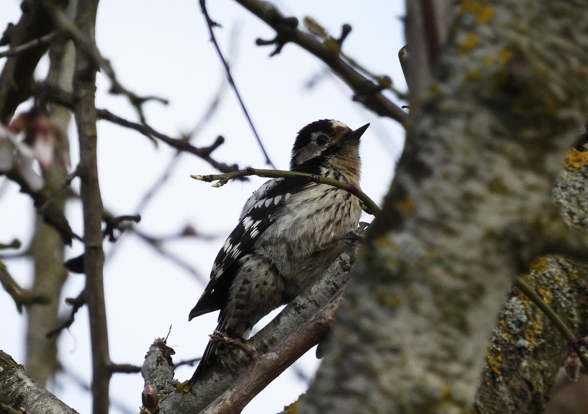 Lesser Spotted Woodpecker - ML423050521