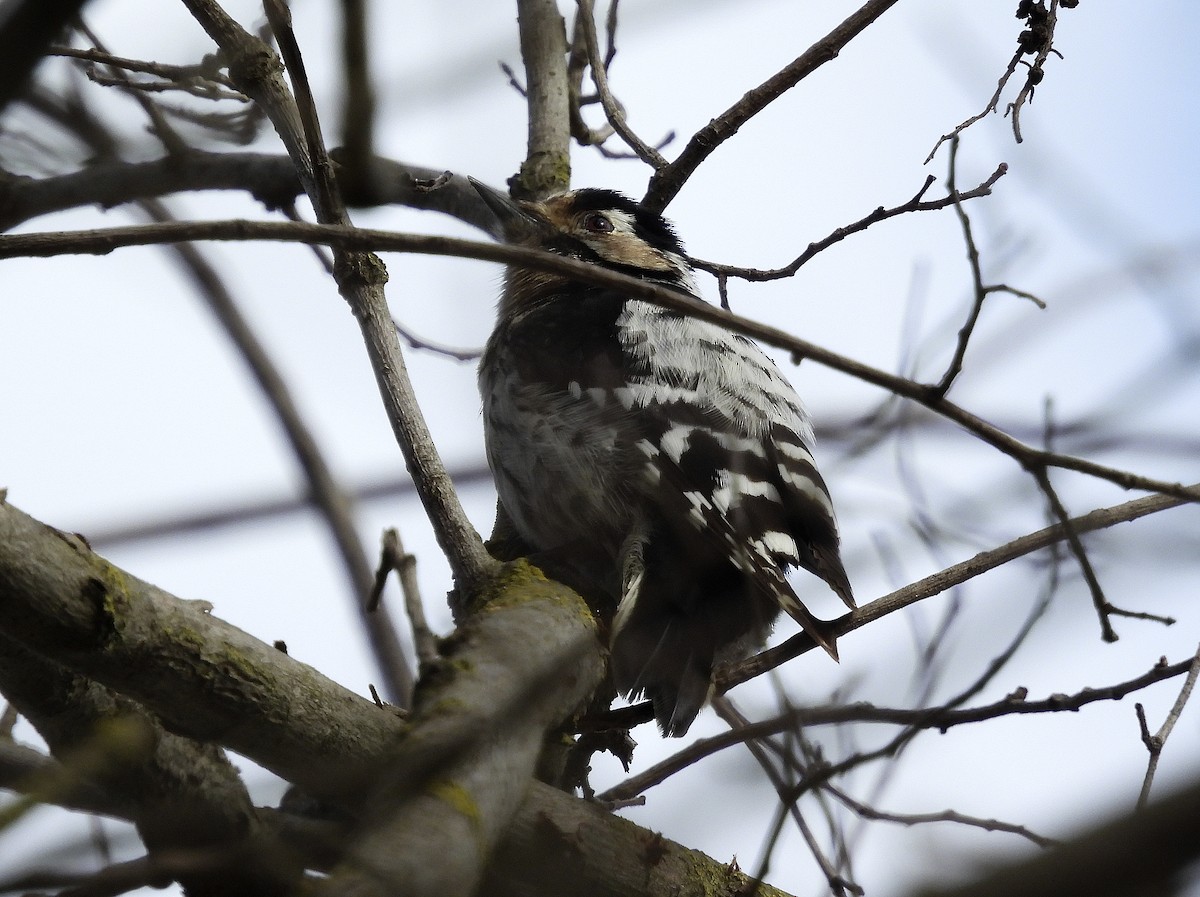 Lesser Spotted Woodpecker - ML423050621