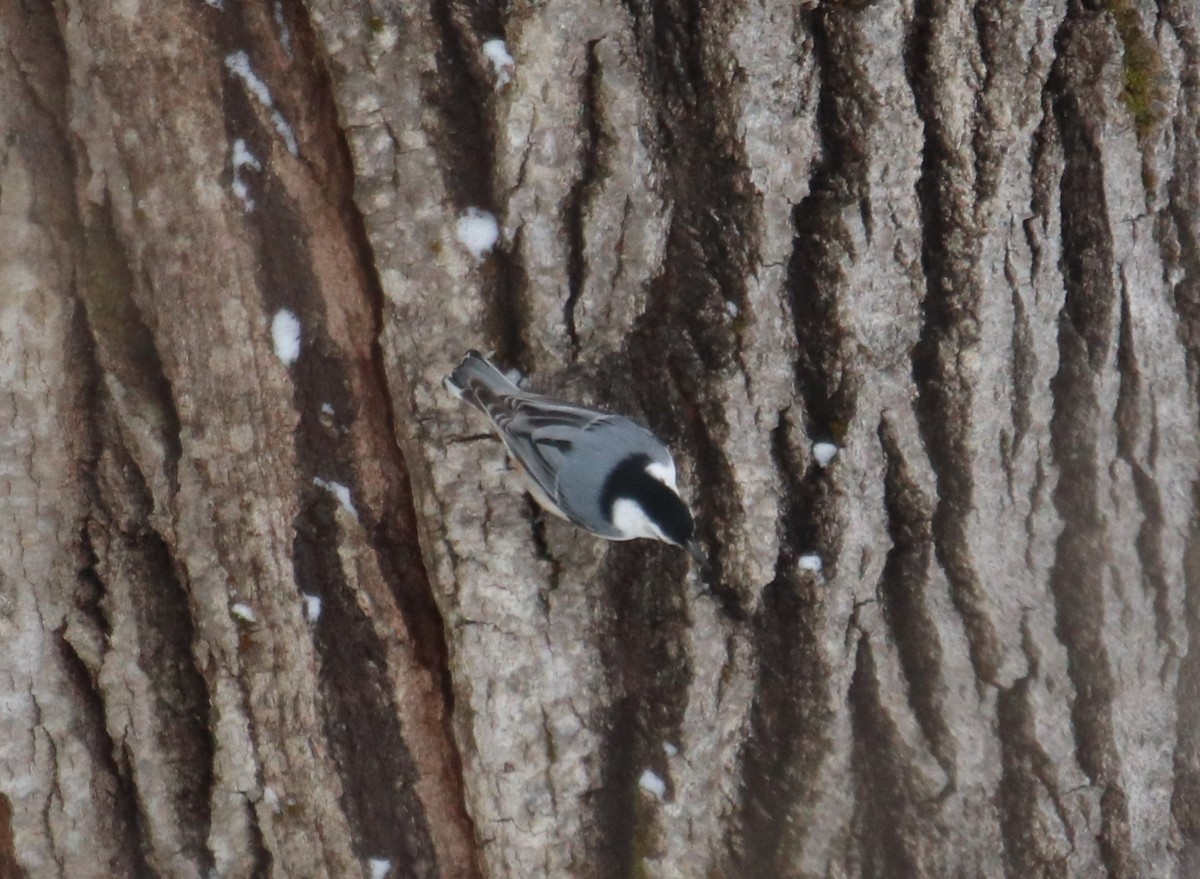 White-breasted Nuthatch - ML423051951