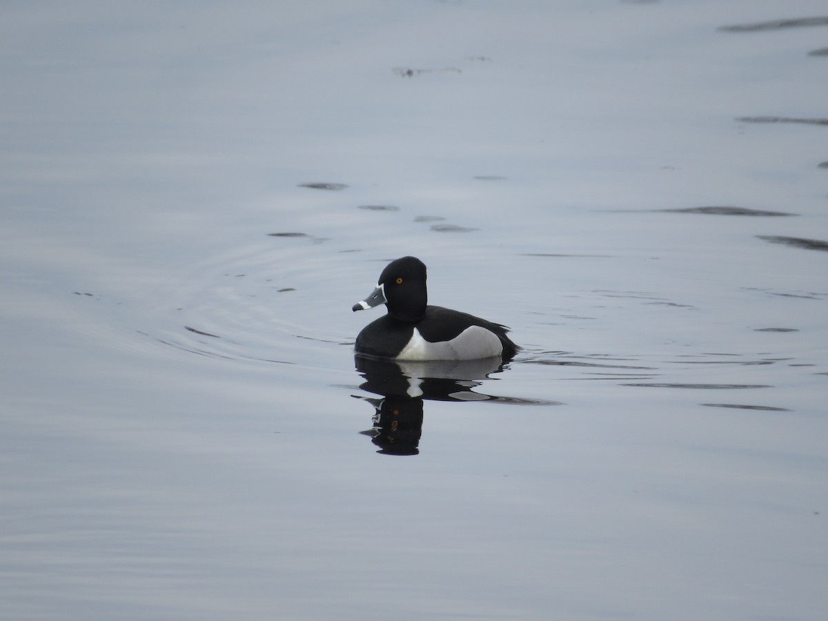 Ring-necked Duck - ML423055161