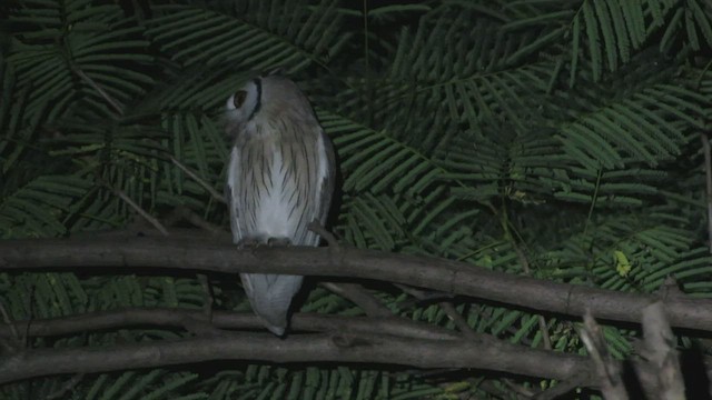 Northern White-faced Owl - ML423062101