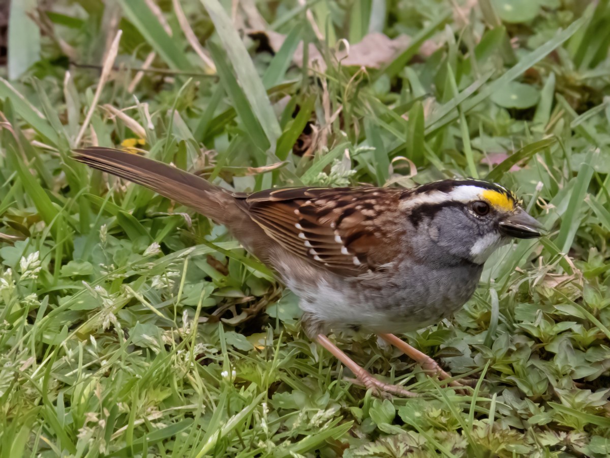 White-throated Sparrow - Barbara Riley