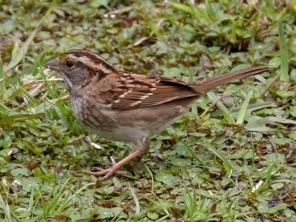 White-throated Sparrow - Barbara Riley