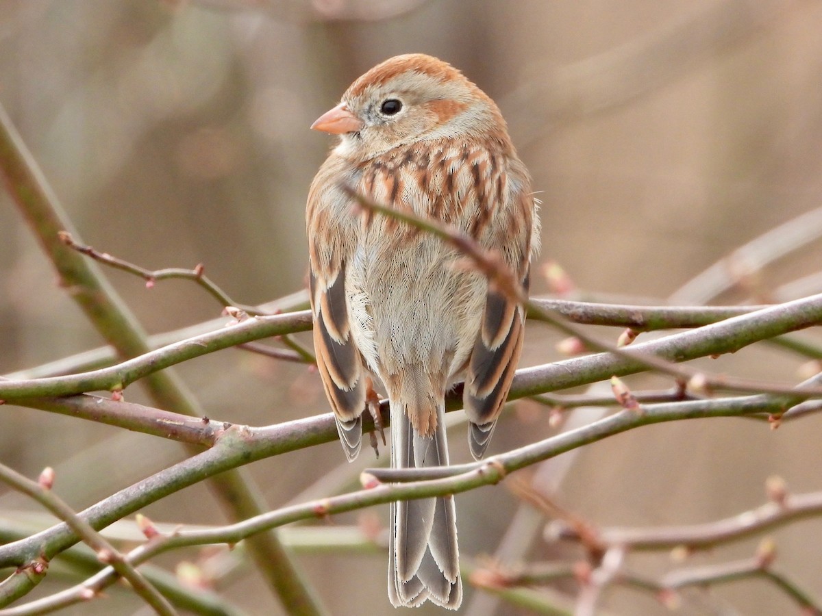 Field Sparrow - Julie Barton