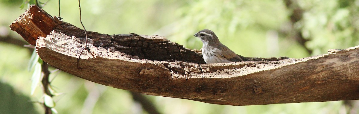 Black-throated Sparrow - Jim Parker
