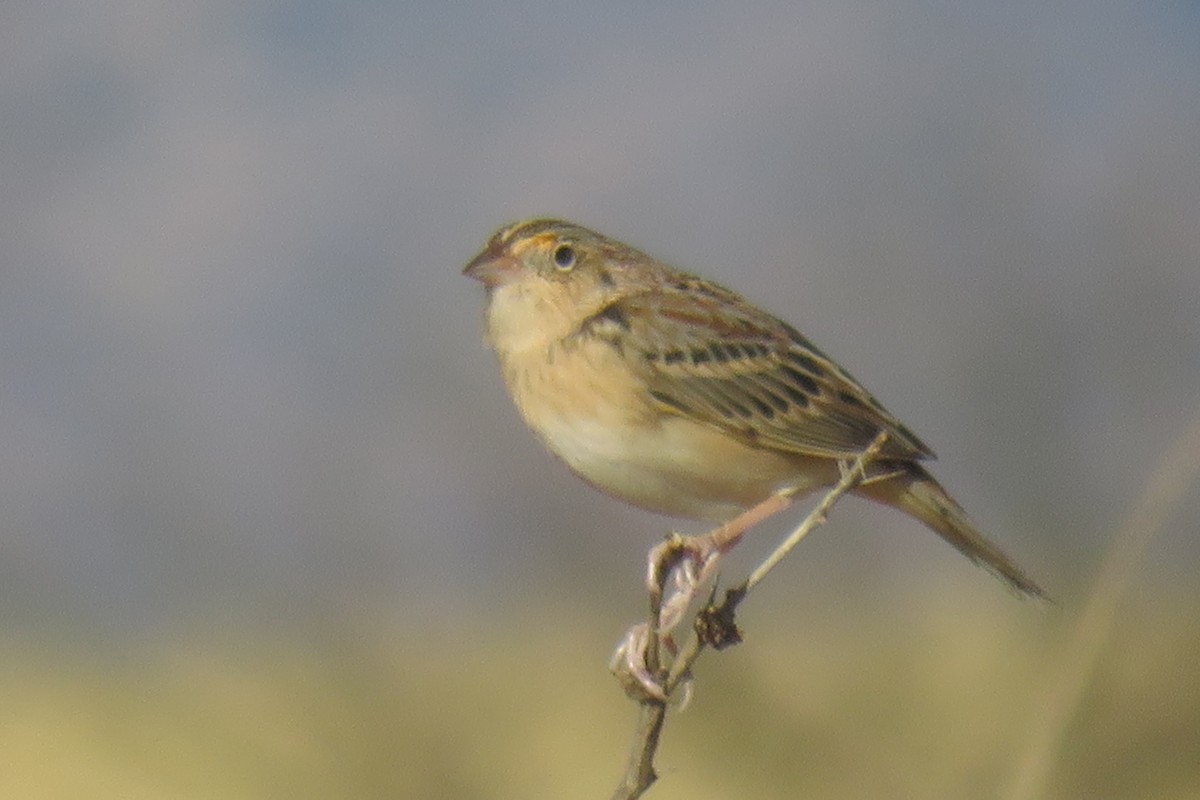 Grasshopper Sparrow - amy silver