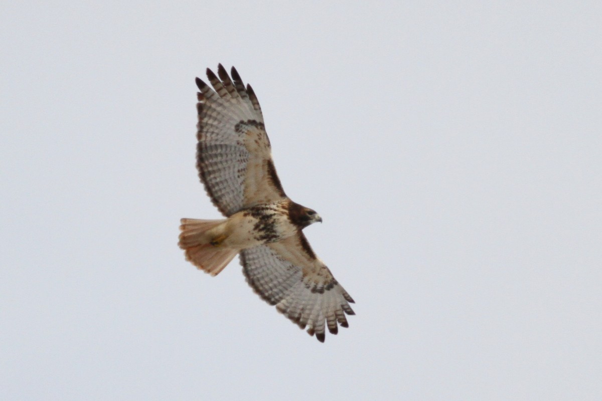 Red-tailed Hawk - ML42307481