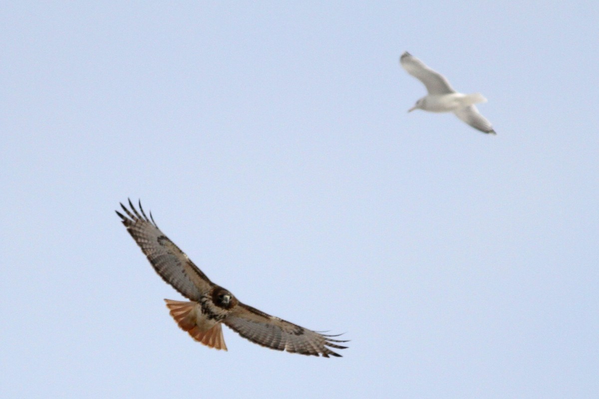Red-tailed Hawk - ML42307501