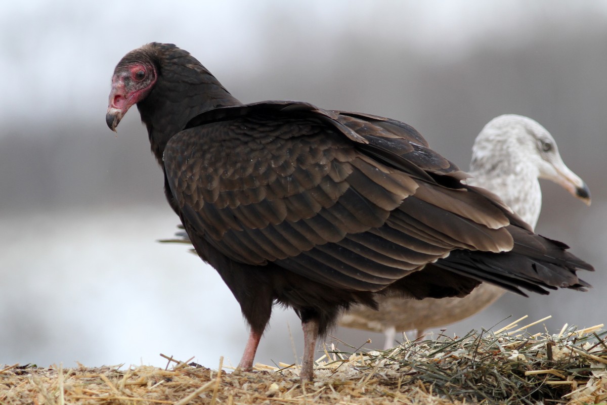 Turkey Vulture - ML42307541