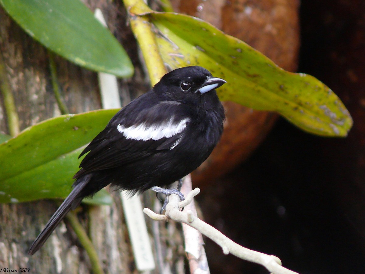 White-shouldered Tanager - Micheline Bisson
