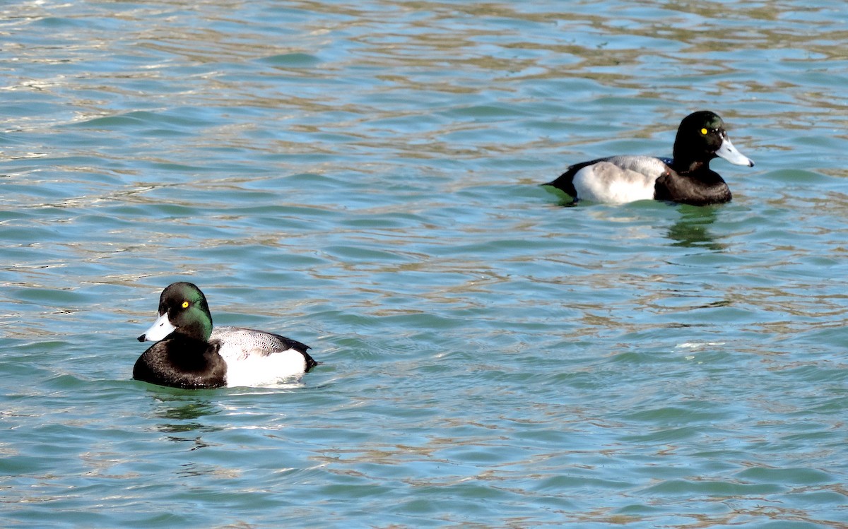 Greater Scaup - ML423082721