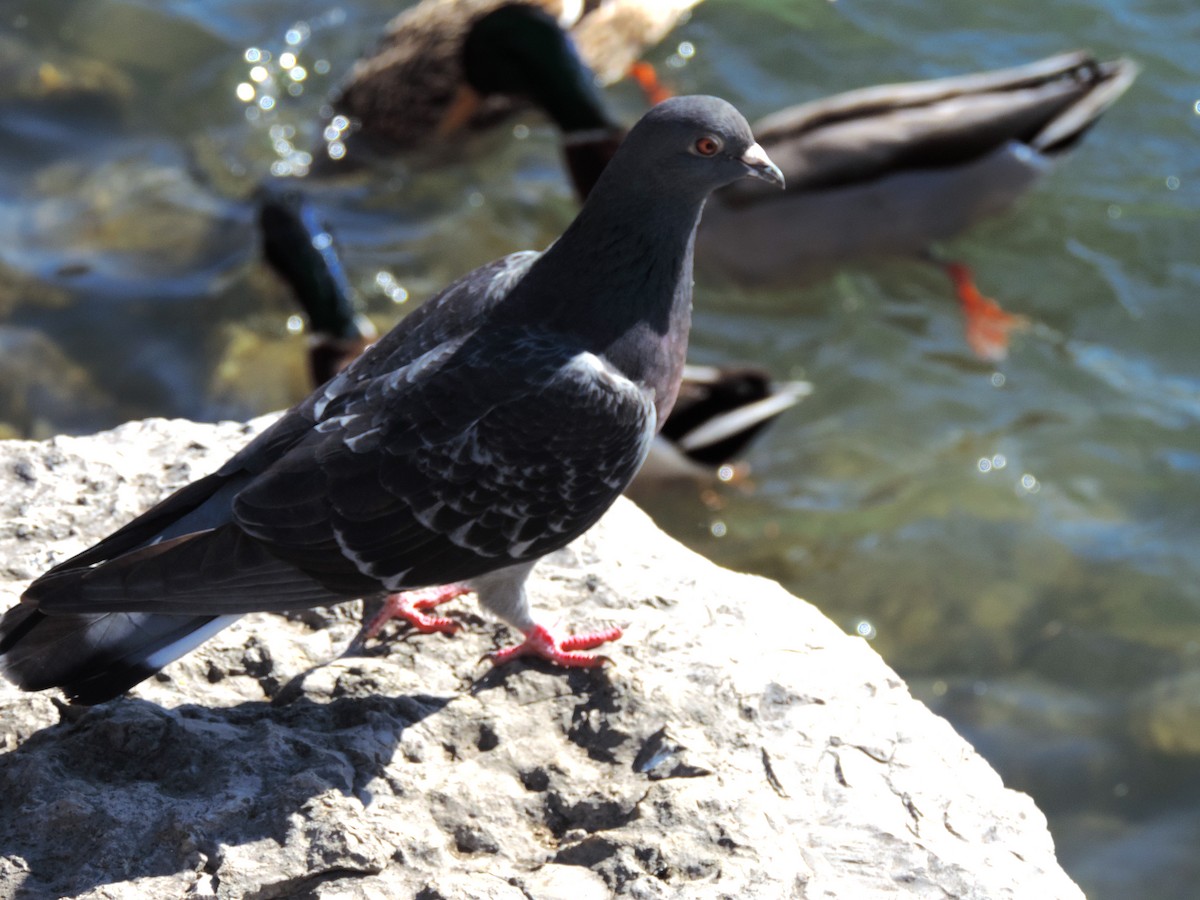 Rock Pigeon (Feral Pigeon) - ML423082991