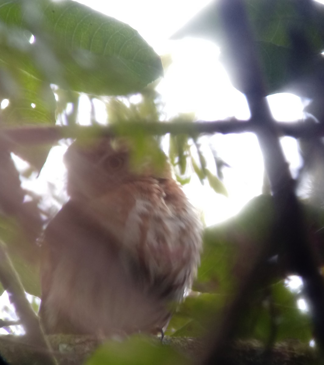 Ferruginous Pygmy-Owl - ML423083671