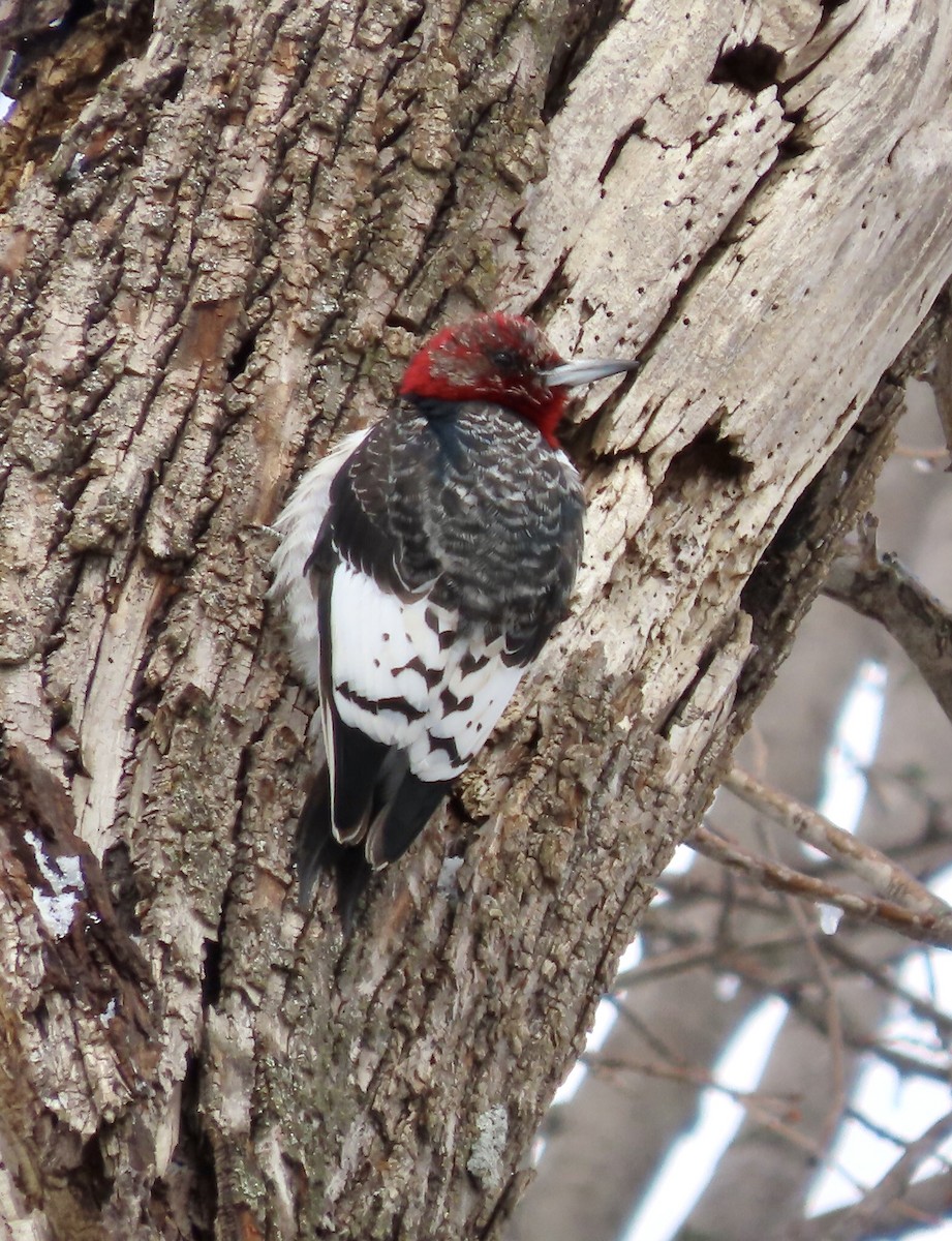 Red-headed Woodpecker - ML423088171